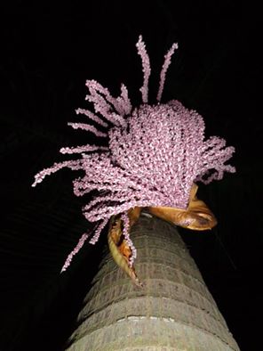 fiore di palma da identificare